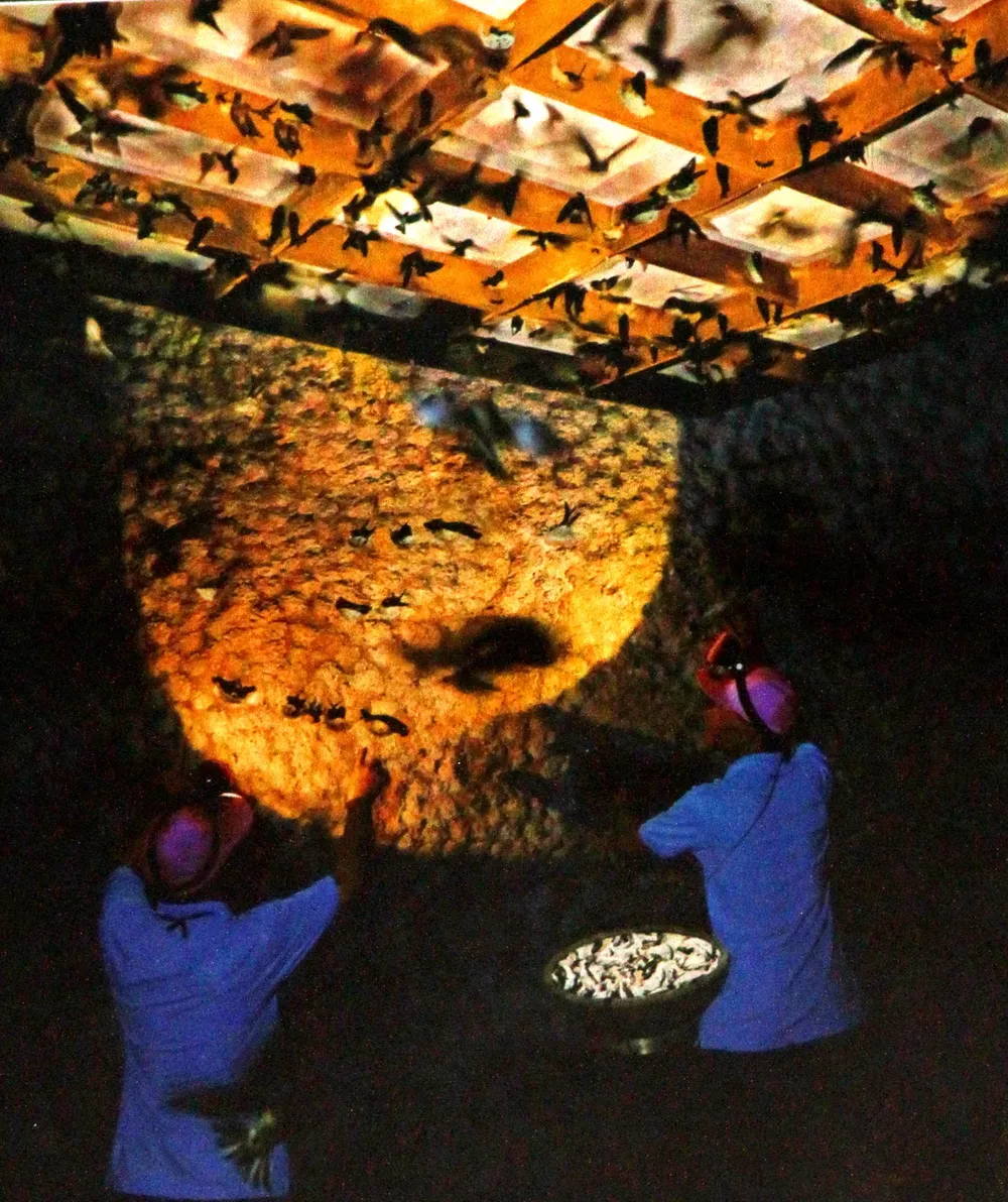 Tác phẩm “Thu hoạch yến” của Lê Văn Hùng (Ninh Thuận) đạt Huy chương vàng.